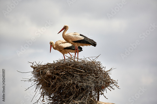 stork couple in a nest