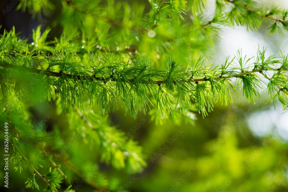 Bright green fluffy branches of the tree Larix decidua Pendula .Natural beauty larch tree twig . Young tart of larch on a background of green needles Bright green fluffy branches of the tree Larix decidua Pendula .Natural beauty larch tree twig . Young tart of larch on a background of green needles