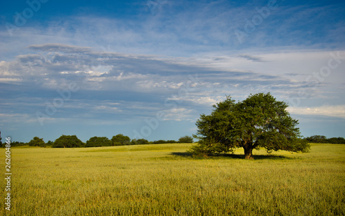 árbol de caldén en un campo sembrado con fondo de cielo azul