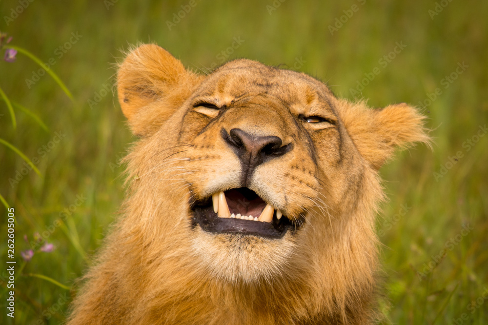 Beautiful Lion Caesar in the golden grass of Masai Mara, Kenya Beautiful Lion Caesar in the golden grass of Masai Mara, Kenya