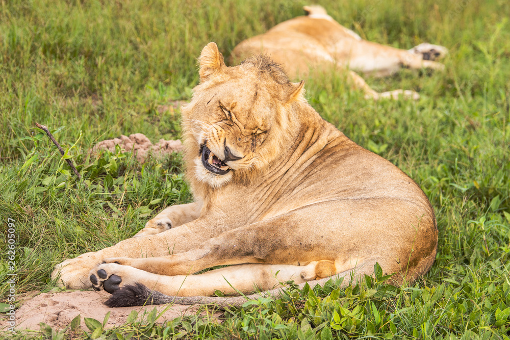 Fototapeta premium Beautiful Lion Caesar in the golden grass of Masai Mara, Kenya