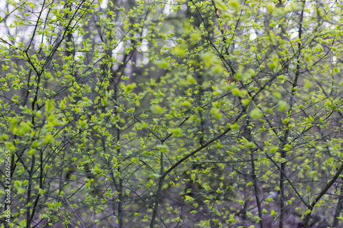 Young green foliage on branches in the forest on a sunny warm spring day
