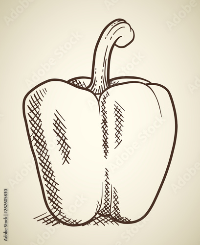 Sweet pepper vegetable illustration