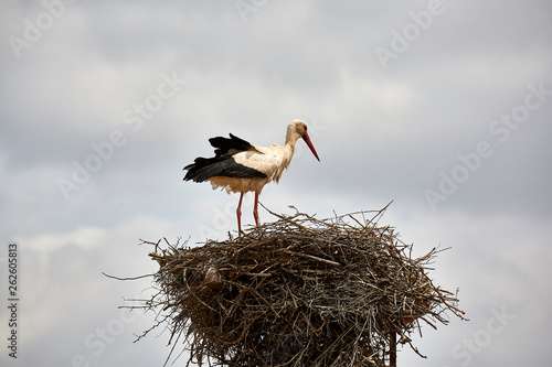 stork in a nest