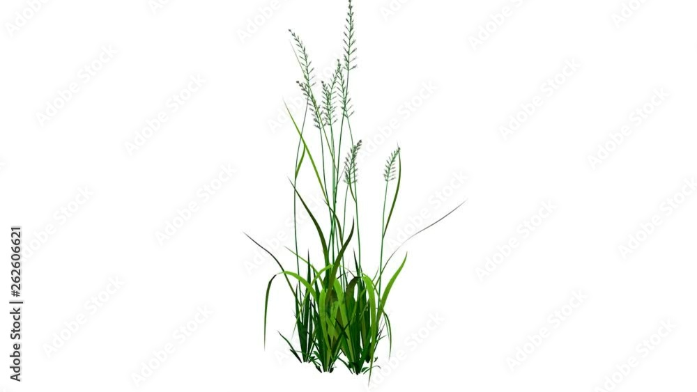 3d rendering of a growing realistic plant isolated on white 3d rendering of a growing realistic plant isolated on white