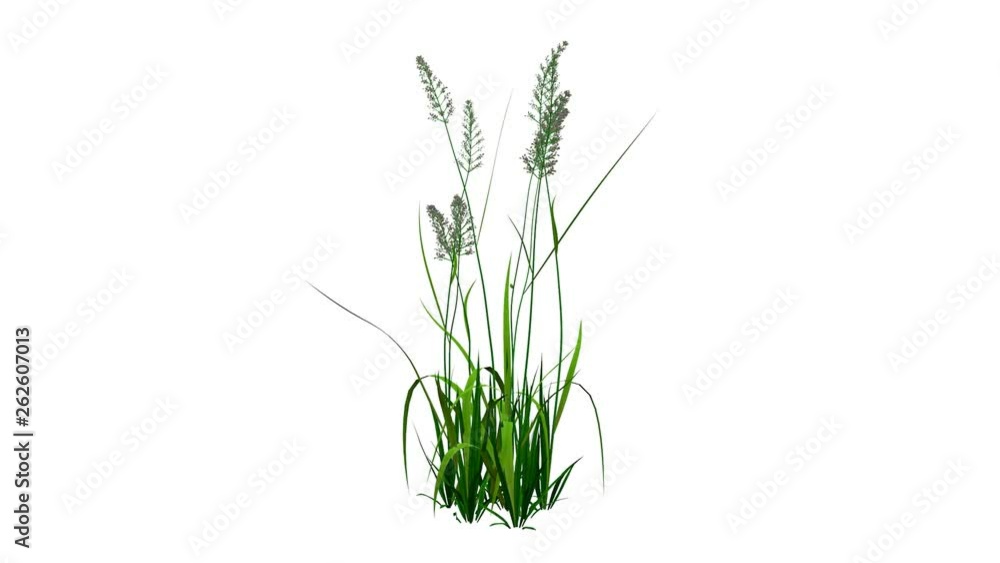 3d rendering of a growing realistic plant isolated on white 3d rendering of a growing realistic plant isolated on white