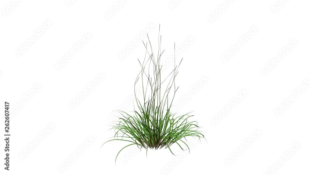 3d rendering of a growing realistic plant isolated on white 3d rendering of a growing realistic plant isolated on white
