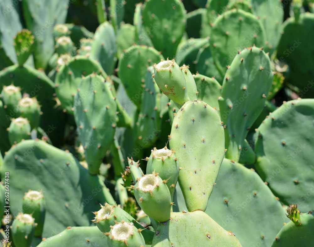 Indian fig, cactus pear (Opuntia ficus-indica, Opuntia ficus-barbarica) with yellow flover. Indian fig, cactus pear (Opuntia ficus-indica, Opuntia ficus-barbarica) with yellow flover.