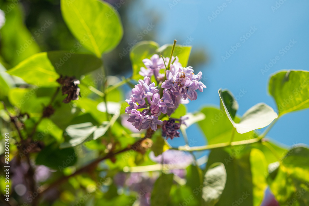 Fototapeta premium A Purple FLower with Green Leaves