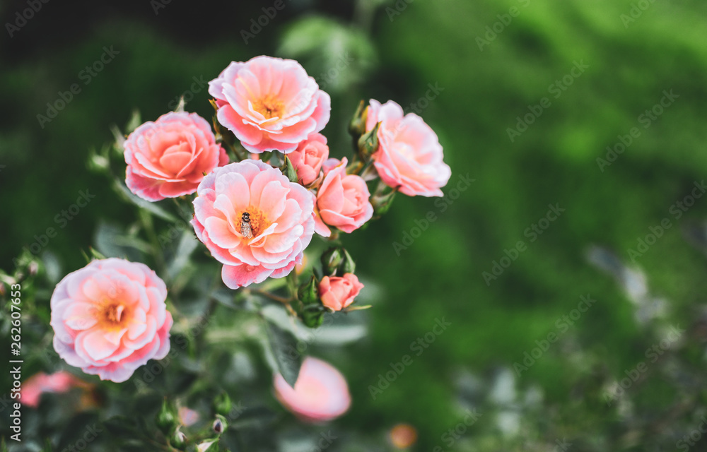 Beautiful flowers in garden, field, summer day, nature concept, retro, toned