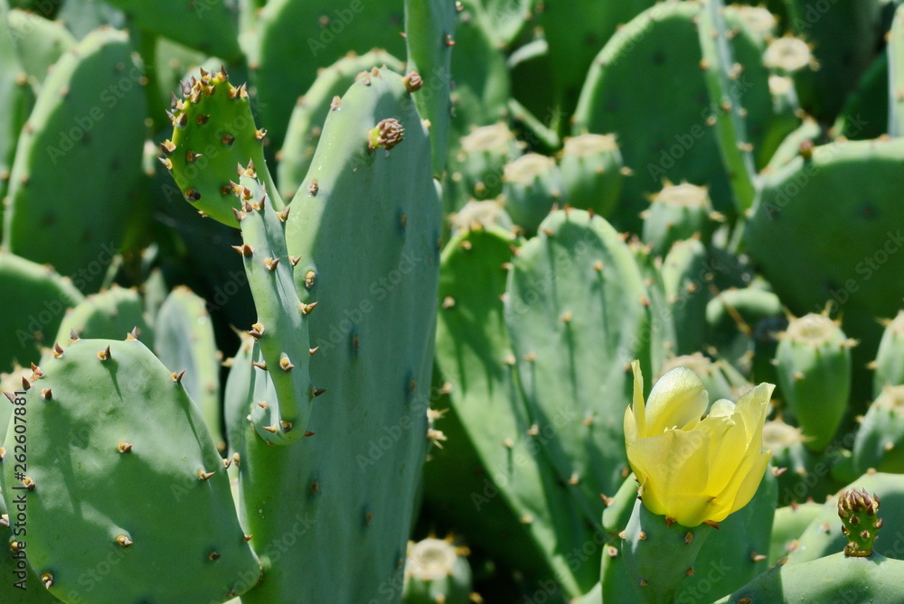 Indian fig, cactus pear (Opuntia ficus-indica, Opuntia ficus-barbarica) with yellow flover. Indian fig, cactus pear (Opuntia ficus-indica, Opuntia ficus-barbarica) with yellow flover.