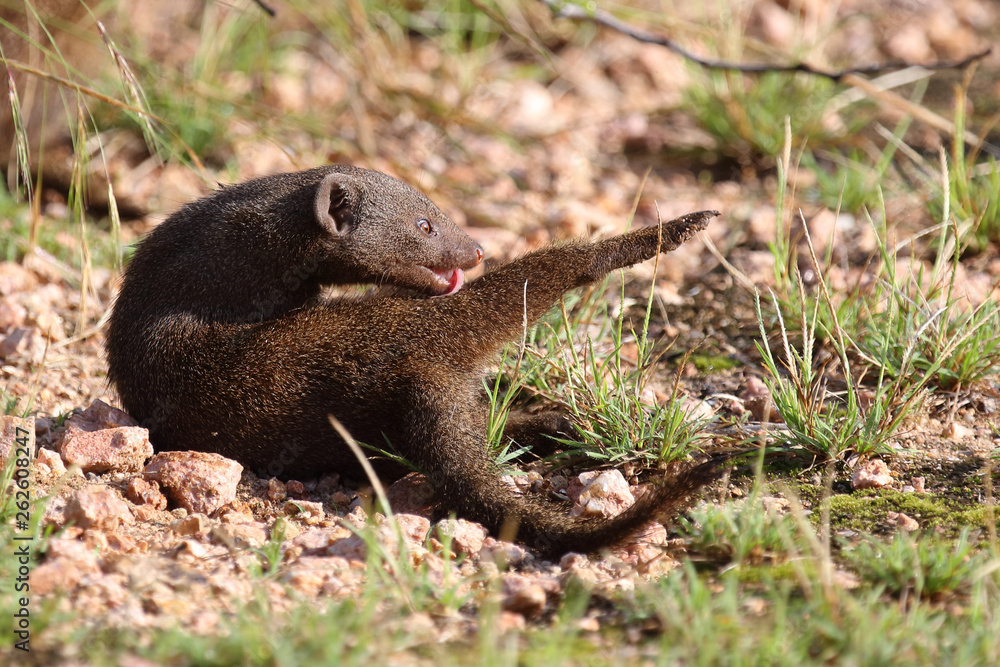 Südliche Zwergmanguste / Dwarf mongoose / Helogale parvula Südliche Zwergmanguste / Dwarf mongoose / Helogale parvula