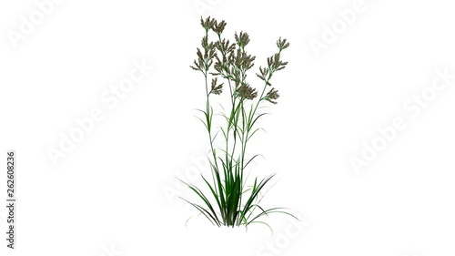 3d rendering of a growing realistic plant isolated on white