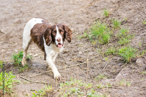 A liver and white springer spaniel on a bank below looking past the camera