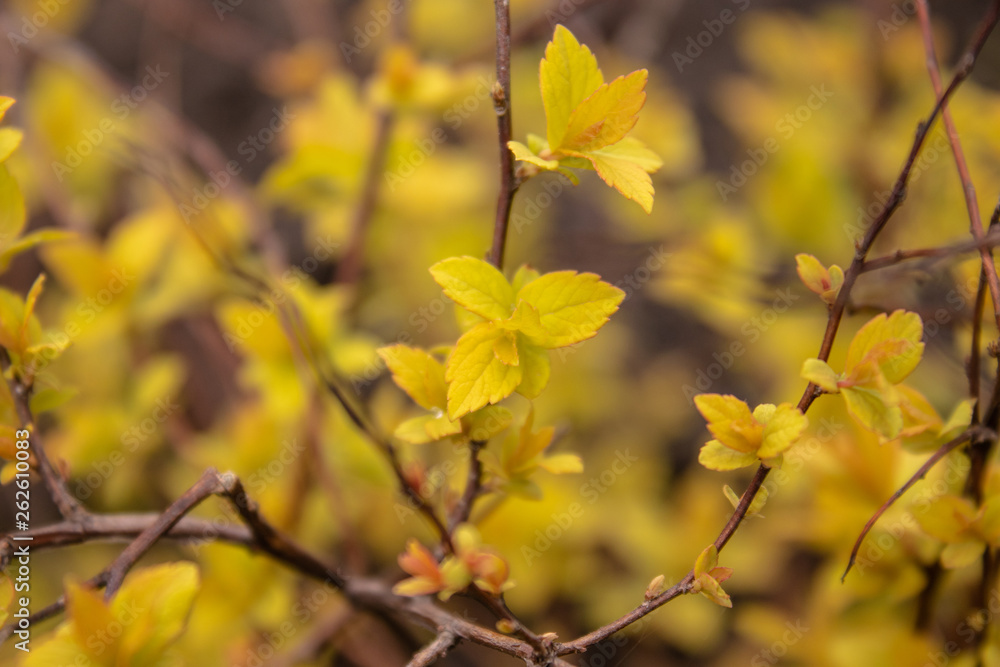 Small yellow leaves on the branches. Small yellow leaves on the branches.