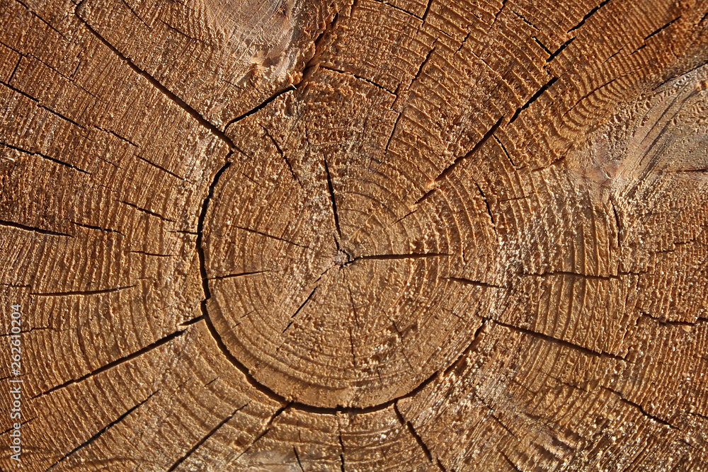 A section of a wooden trunk with cracks and annual rings for use as a background or texture. Brown light patterns against a background of natural origin.