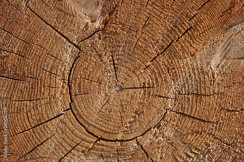 A section of a wooden trunk with cracks and annual rings for use as a background or texture. Brown light patterns against a background of natural origin.