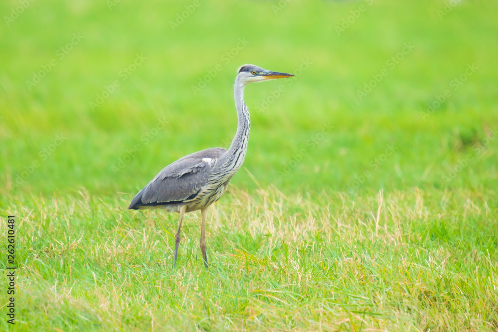 Obraz premium Great blue heron Ardea herodias hunting in a meadow