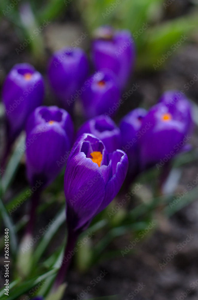 Beautiful first spring flowers crocuses bloom under bright sunlight. Beautiful first spring flowers crocuses bloom under bright sunlight.