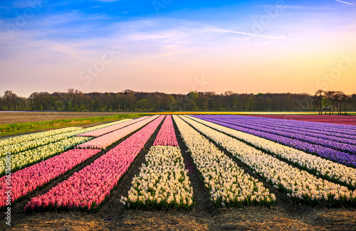 Colorful blooming flower field with pink, white and blue hyacinths during sunset. © Sander Meertins