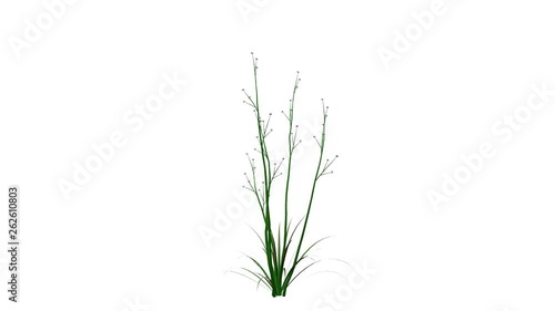 3d rendering of a growing realistic plant isolated on white