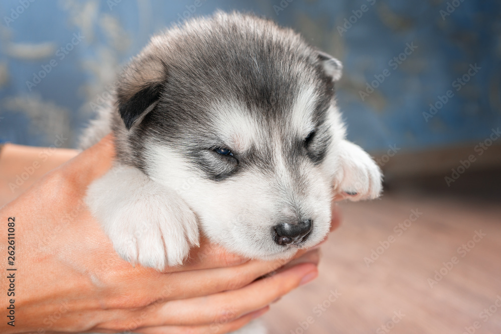 Girl holding a puppy Alaskan Malamute in his hands