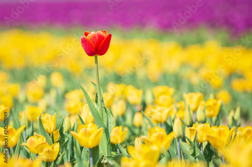 Single red Dutch tulip growing in a yellow flower bed