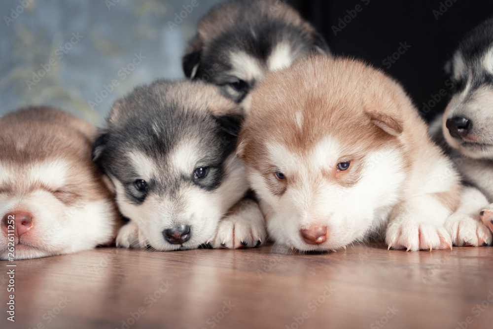 A group of puppies to rest