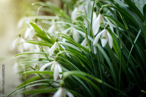 Fototapeta Naklejka Na Ścianę i Meble -  First spring flowers snow drops on a sunny field.