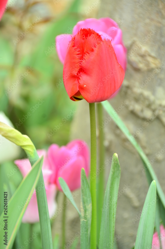 Fototapeta premium red tulips in the garden