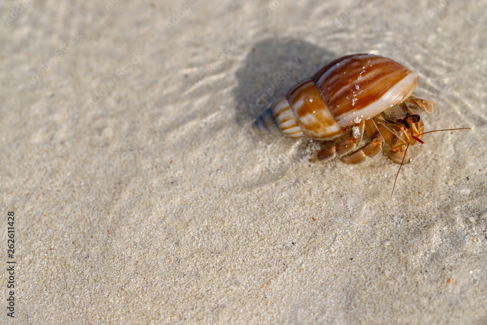 crab in a sea shell moving on the beach crab in a sea shell moving on the beach