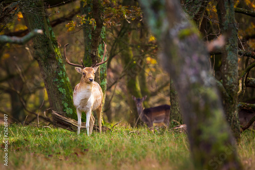 Fallow deer Dama Dama stag in Autumn © Sander Meertins