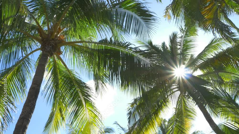 Low angle shot of palm trees with sun. Costa Rica. Low angle shot of palm trees with sun. Costa Rica.