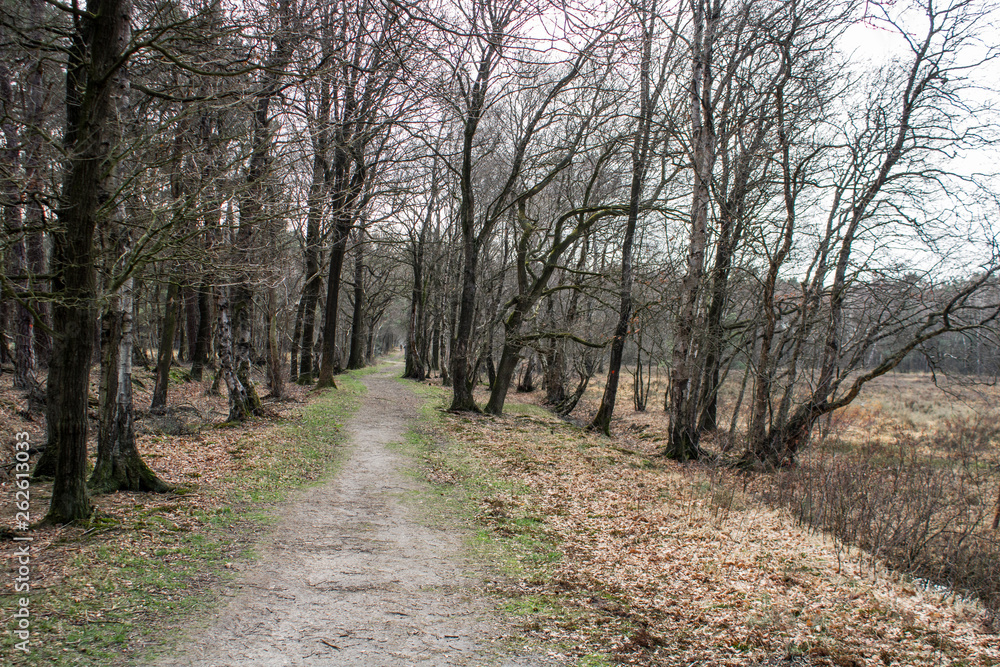 Dirt road in a forest besides heath with a cloudy sky Dirt road in a forest besides heath with a cloudy sky