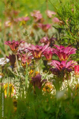 Wallpaper Mural Purple and yellow daisy flowers. Torontodigital.ca