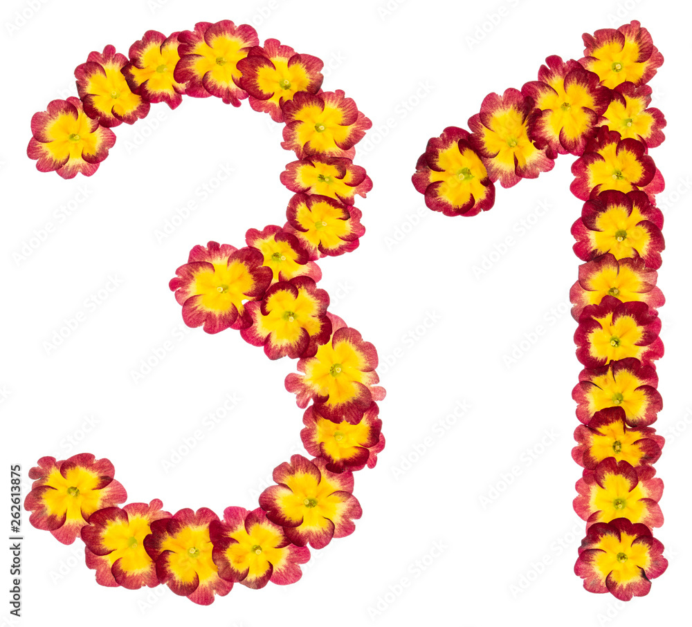 Numeral 31, thirty one, from natural flowers of primula, isolated on white background
