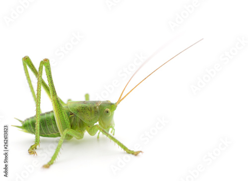 Green locust isolated
