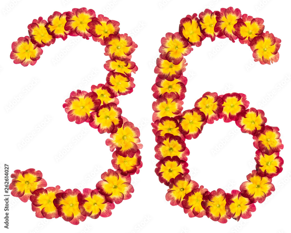 Numeral 36, thirty six, from natural flowers of primula, isolated on white background
