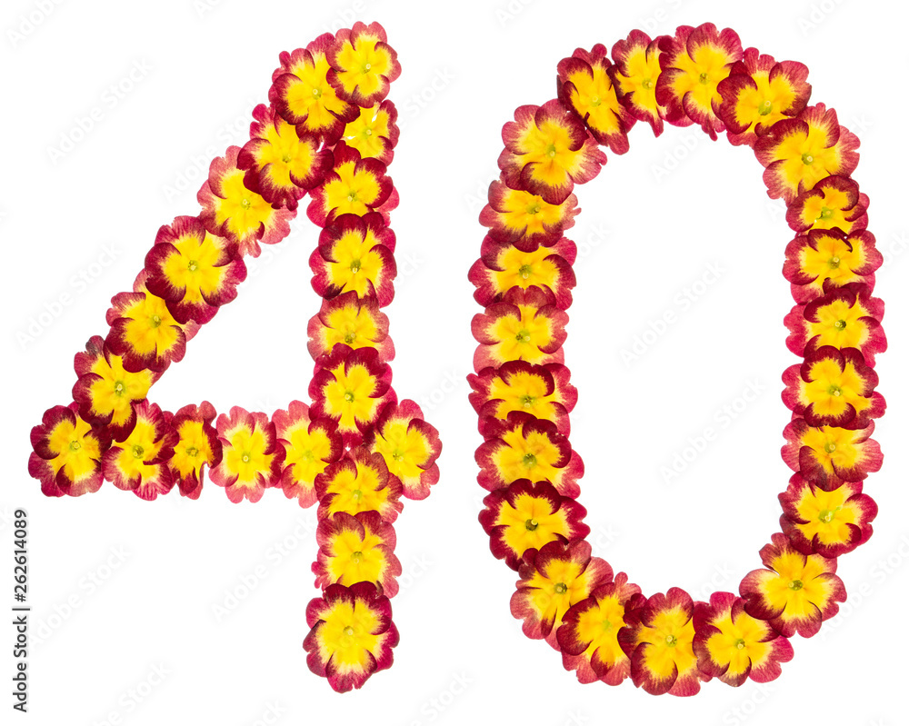 Numeral 40, forty, from natural flowers of primula, isolated on white background Numeral 40, forty, from natural flowers of primula, isolated on white background