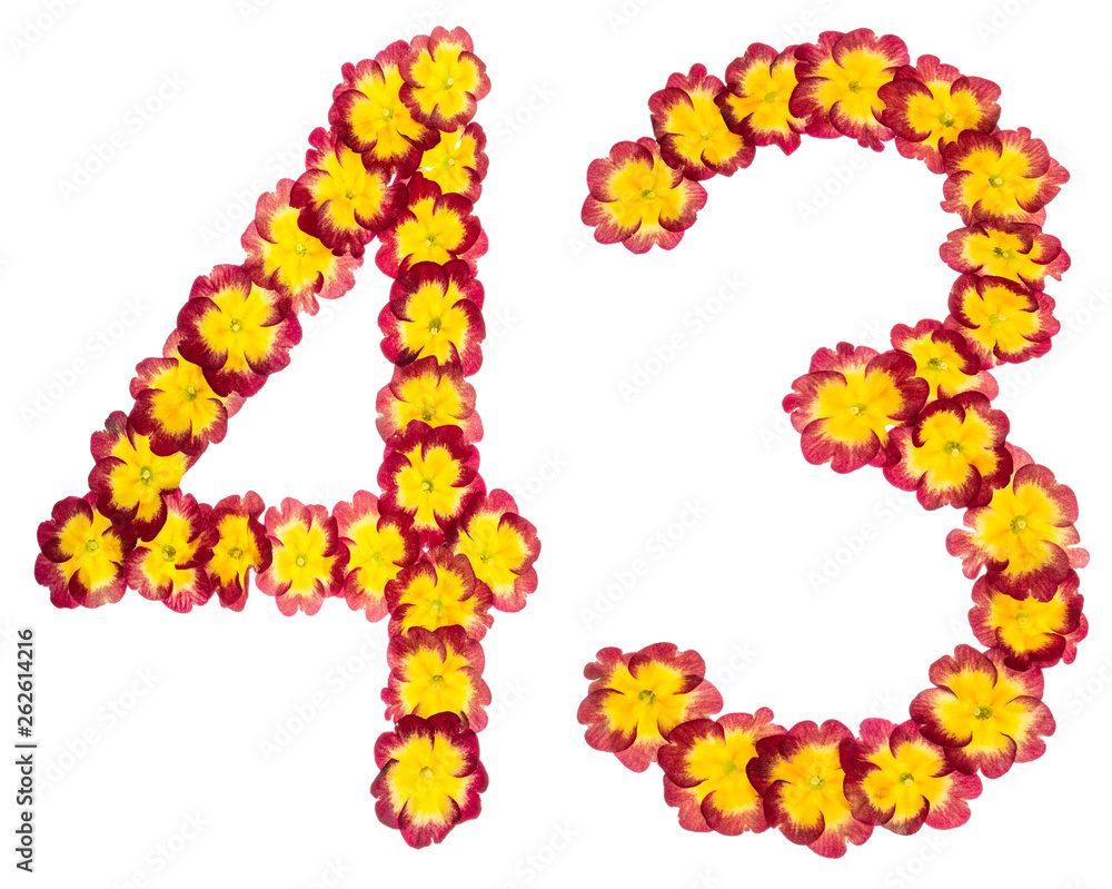 Numeral 43, forty three, from natural flowers of primula, isolated on white background