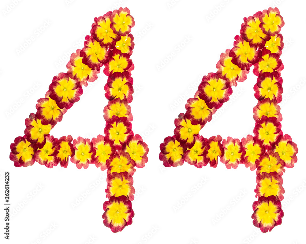 Numeral 44, forty four, from natural flowers of primula, isolated on white background Numeral 44, forty four, from natural flowers of primula, isolated on white background
