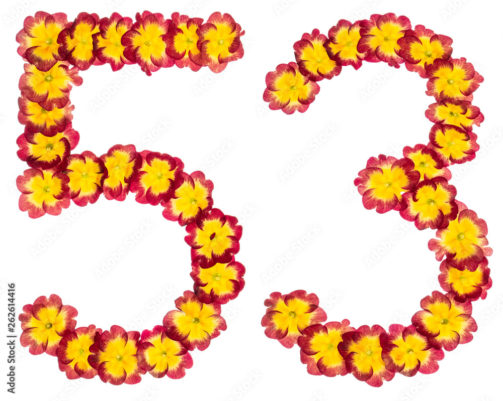 Numeral 53, fifty three, from natural flowers of primula, isolated on white background