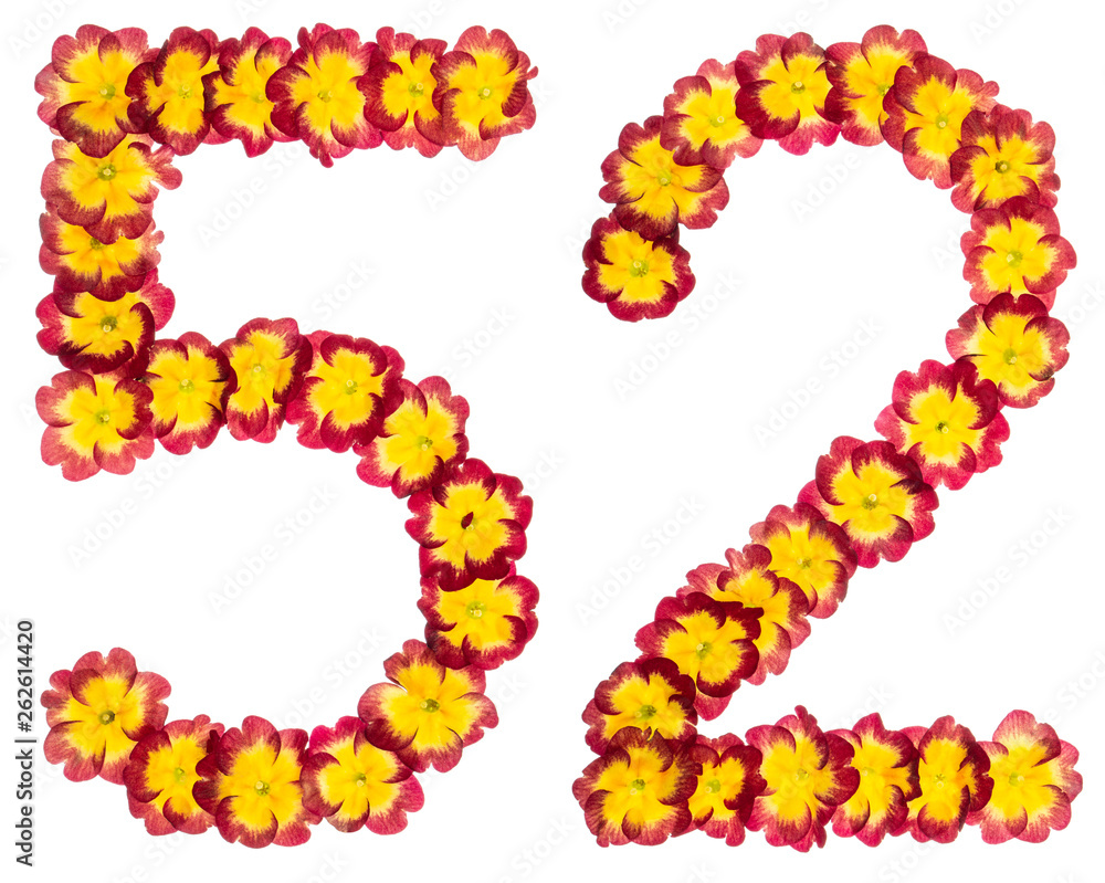 Numeral 52, fifty two, from natural flowers of primula, isolated on white background