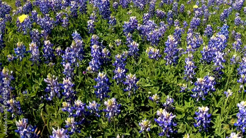 Texas Bluebonnets help explode color to the Texas fields and roadways in early springtime. In up to 4K 60fps great for Slow Motion Texas Bluebonnets help explode color to the Texas fields and roadways in early springtime. In up to 4K 60fps great for Slow Motion