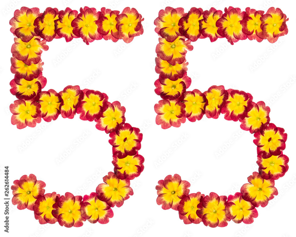 Numeral 55, fifty five, from natural flowers of primula, isolated on white background