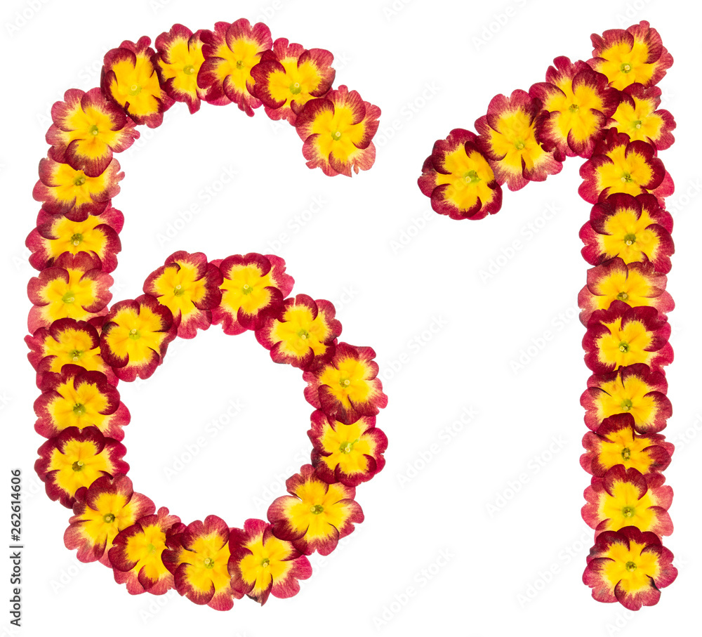Numeral 61, sixty one,from natural flowers of primula, isolated on white background Numeral 61, sixty one,from natural flowers of primula, isolated on white background
