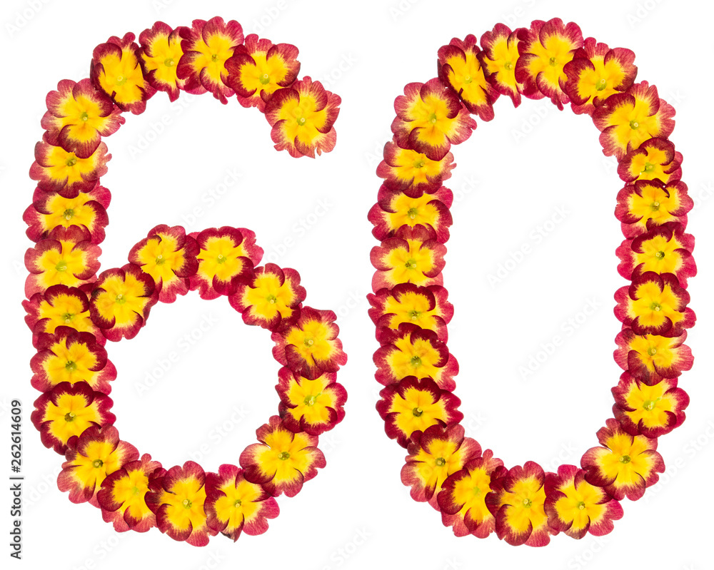 Numeral 60, sixty, from natural flowers of primula, isolated on white background