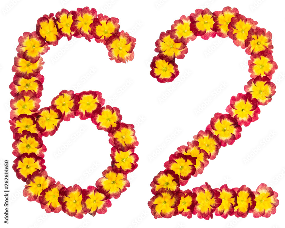 Numeral 62, sixty two, from natural flowers of primula, isolated on white background Numeral 62, sixty two, from natural flowers of primula, isolated on white background