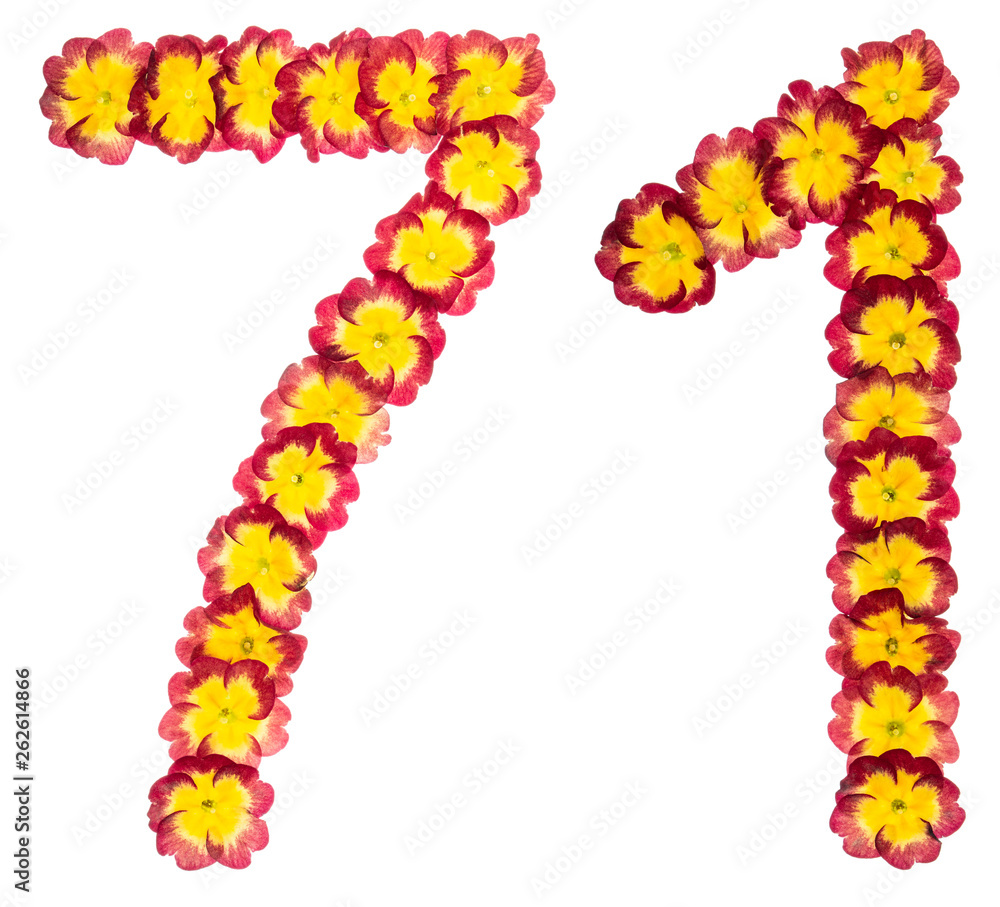 Numeral 71, seventy one, from natural flowers of primula, isolated on white background