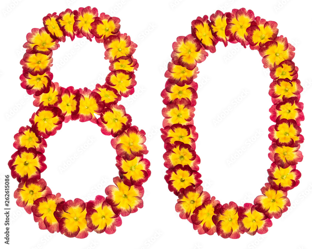 Numeral 80, eighty, from natural flowers of primula, isolated on white background